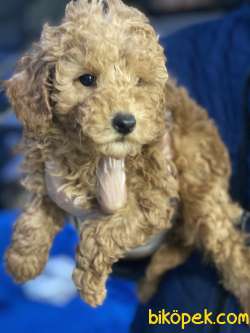 Poodle Yavrular Mevcuttur 1