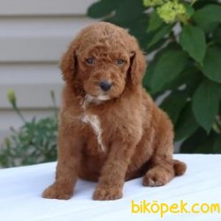 Poodle Yavruları 2