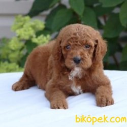 Poodle Yavruları 1