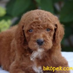 Poodle Yavruları 3