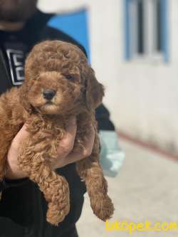 POODLE YAVRULARI 3
