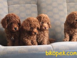 POODLE YAVRULARI SATILIK BEBEKLER 3