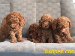 POODLE YAVRULARI SATILIK BEBEKLER 2