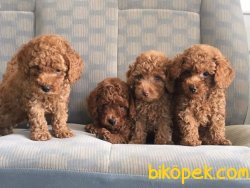 POODLE YAVRULARI SATILIK BEBEKLER 1