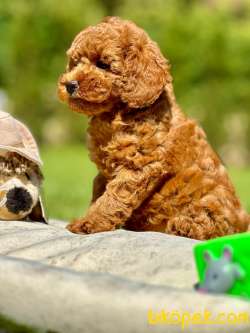 Poodle Çıftliğinden Red Brown Toy Poodle Bebeklerimiz 2