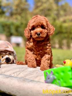 Poodle Çıftliğinden Red Brown Toy Poodle Bebeklerimiz 3