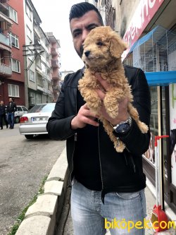 Poodle Yavrularımız 2