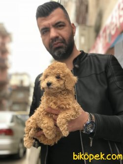 Poodle Yavrularımız 1