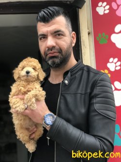 Poodle Yavrularımız 3