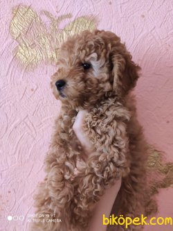 POODLE YAVRULARIMIZ 4