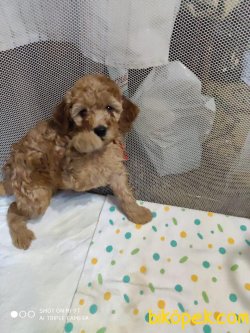 POODLE YAVRULARIMIZ 2