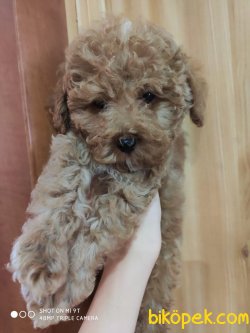 POODLE YAVRULARIMIZ 1