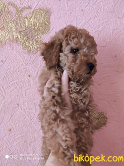 POODLE YAVRULARIMIZ 5