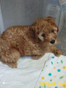 POODLE YAVRULARIMIZ 3