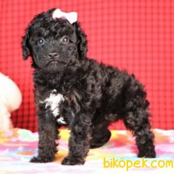 Toy Poodle Yavrularımız 4