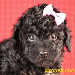 Toy Poodle Yavrularımız 2