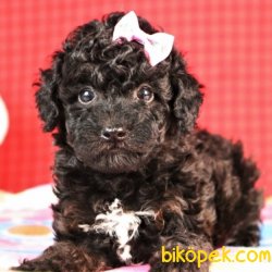 Toy Poodle Yavrularımız 1