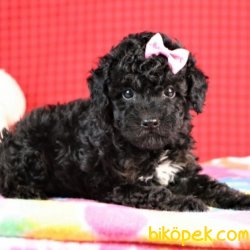 Toy Poodle Yavrularımız 3