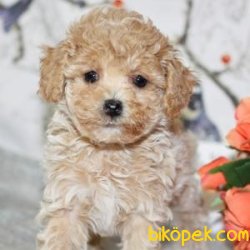 Poodle Yavrularımız 1