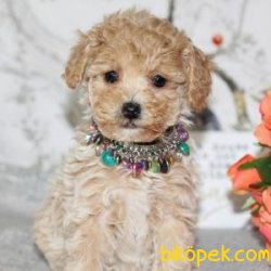 Poodle Yavrularımız 2