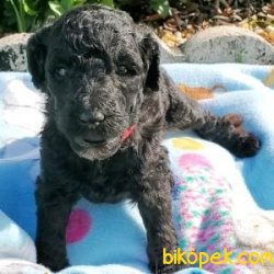 Poodle Yavrularımız 1