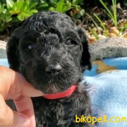 Poodle Yavrularımız 3