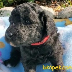 Poodle Yavrularımız 2