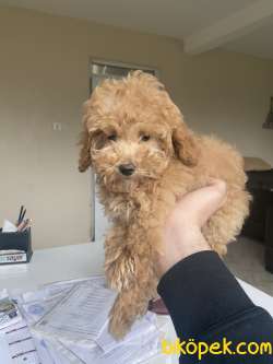 POODLE YAVRULARIMIZ 2
