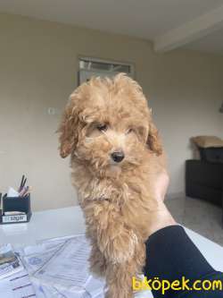 POODLE YAVRULARIMIZ 3