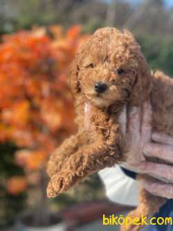 POODLE YAVRULARIMIZ 3