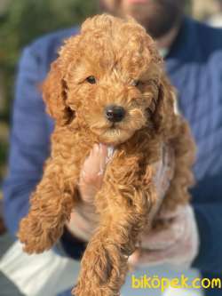 POODLE YAVRULARIMIZ 1