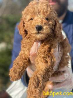 POODLE YAVRULARIMIZ 2