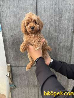 POODLE YAVRULARIMIZ ÇİFTLİĞİMİZDEN 1