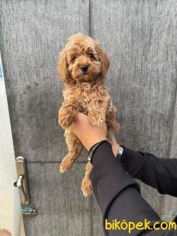 POODLE YAVRULARIMIZ ÇİFTLİĞİMİZDEN 2