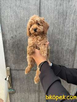 POODLE YAVRULARIMIZ ÇİFTLİĞİMİZDEN 3