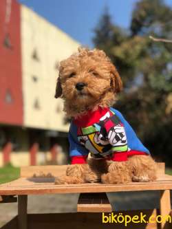 Sevimli Poodle Yavrularımız Gelmiştir 3