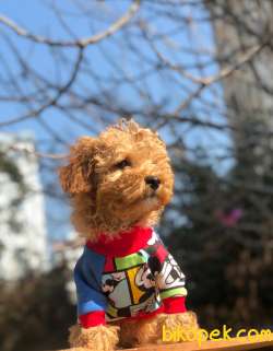 Sevimli Poodle Yavrularımız Gelmiştir 1