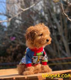 Sevimli Poodle Yavrularımız Gelmiştir 2