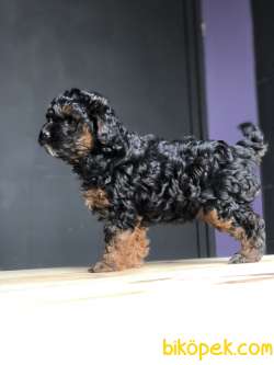 Poodle Yavrularımız Gelmiştir 5