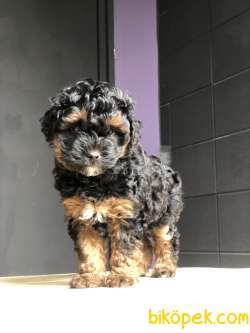 Poodle Yavrularımız Gelmiştir 3