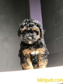 Poodle Yavrularımız Gelmiştir 1