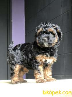 Poodle Yavrularımız Gelmiştir 4