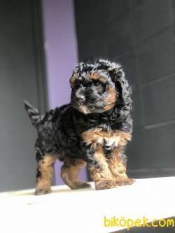 Poodle Yavrularımız Gelmiştir 2