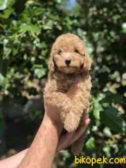Poodle Yavrularımız Gelmiştir 1