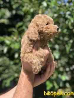 Poodle Yavrularımız Gelmiştir 3
