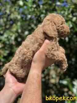 Poodle Yavrularımız Gelmiştir 2