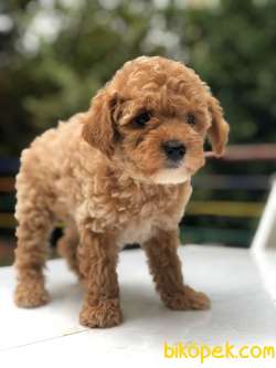 Poodle Yavrularımız Gelmiştir 3