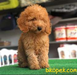 Poodle Yavrularımız Gelmiştir. 2