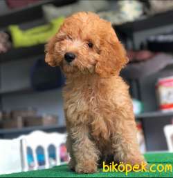 Poodle Yavrularımız Gelmiştir. 3