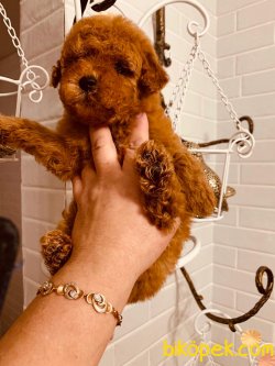POODLE YAVRULARIMIZ HER RENK VE Toy BOYUT IRK BELGELİ 3
